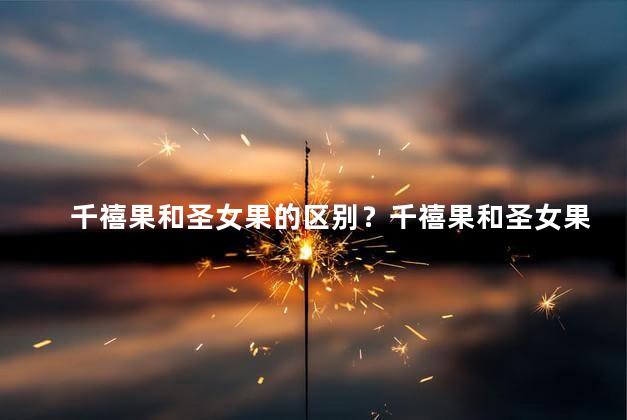 千禧果和圣女果的区别？千禧果和圣女果 两种番茄的比较